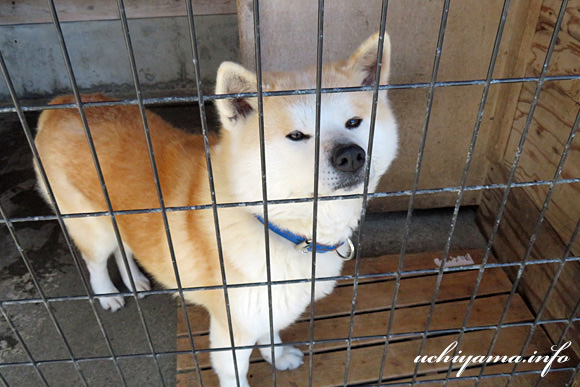 秋田犬