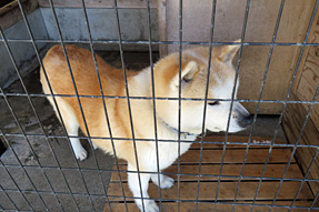 秋田犬