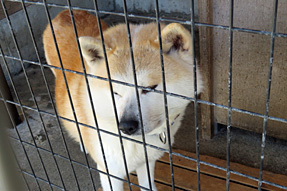 秋田犬