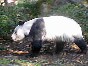 パンダ
