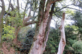 67番札所 大興寺