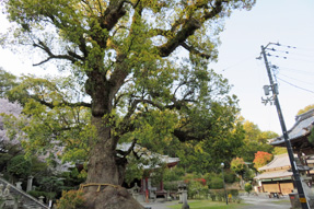 �U�W�ԎD�� �_�b�@