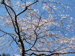 恵心院・三春滝桜の子木