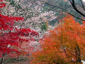 西運寺・四季桜と紅葉