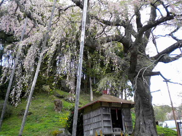 紅枝垂地蔵桜