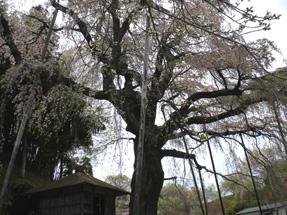 紅枝垂地蔵桜