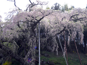 紅枝垂地蔵桜