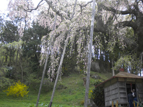 紅枝垂地蔵桜
