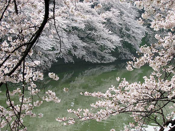 千鳥ヶ淵の桜