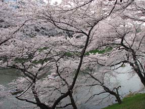 千鳥ヶ淵の桜