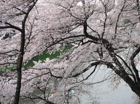 千鳥ヶ淵の桜
