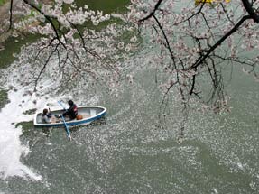 千鳥ヶ淵の桜