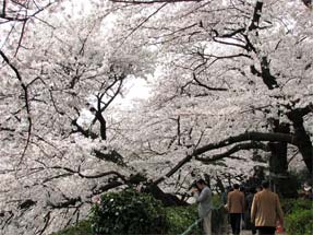 千鳥ヶ淵の桜