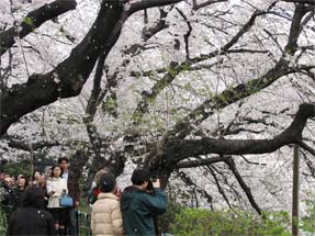 千鳥ヶ淵の桜
