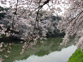 千鳥ヶ淵の桜