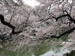 千鳥ヶ淵の桜