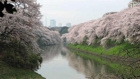 千鳥ヶ淵の桜