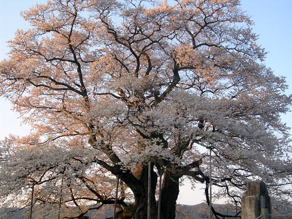 醍醐桜