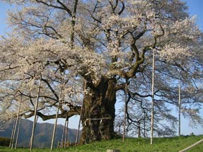 醍醐桜