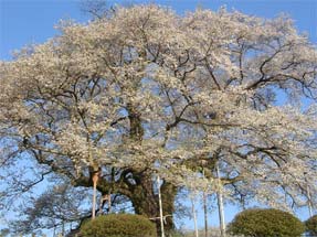 醍醐桜