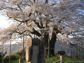 醍醐桜