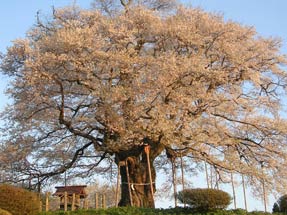 醍醐桜