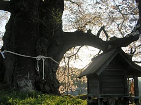 醍醐桜
