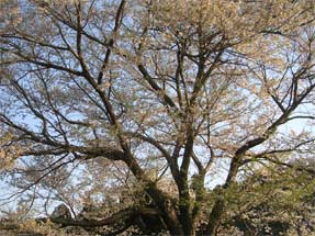 2代目醍醐桜