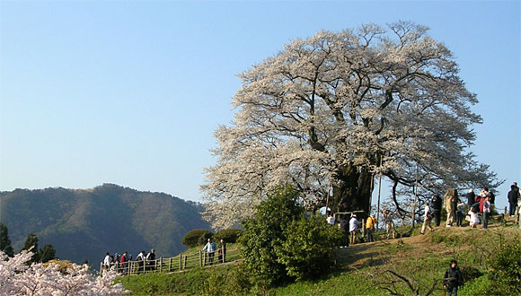 醍醐桜