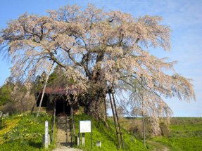上石の不動桜