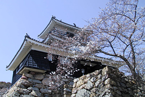 浜松城の桜