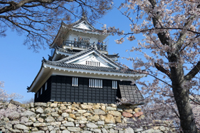 浜松城の桜