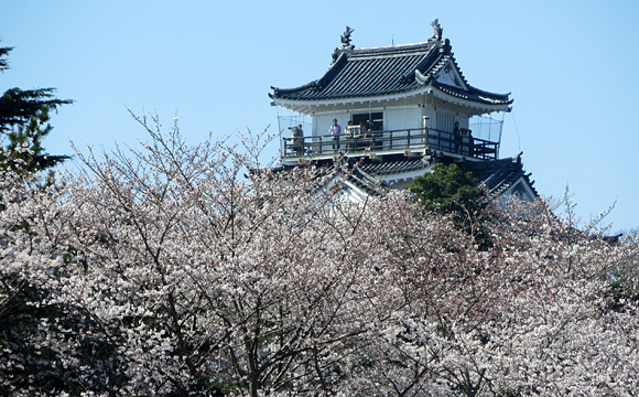 浜松城の桜