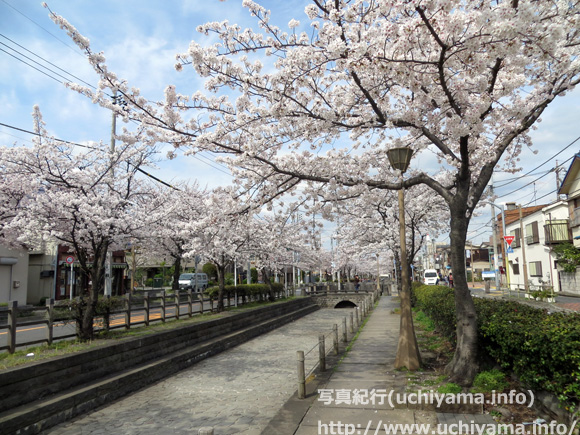 曳舟川親水公園の桜