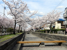 曳舟川親水公園の桜