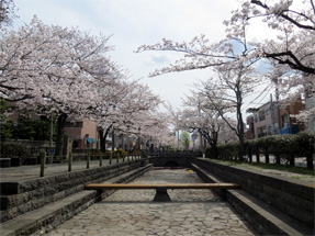 曳舟川親水公園の桜