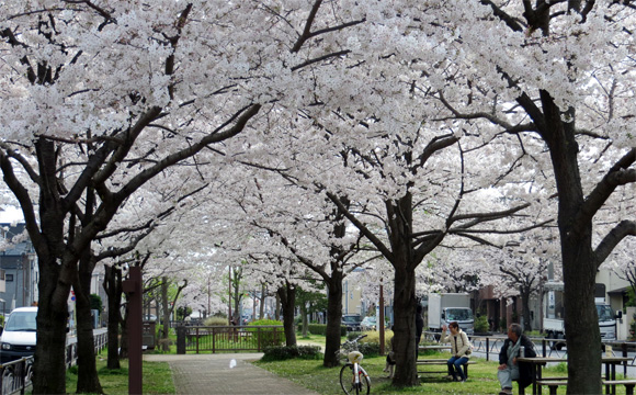 曳舟川親水公園の桜