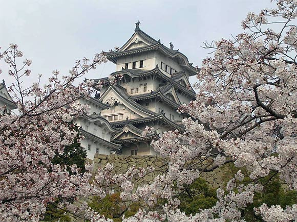 姫路城と桜