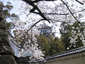 姫路城と桜