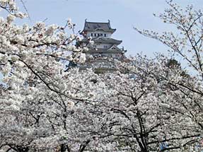 姫路城と桜
