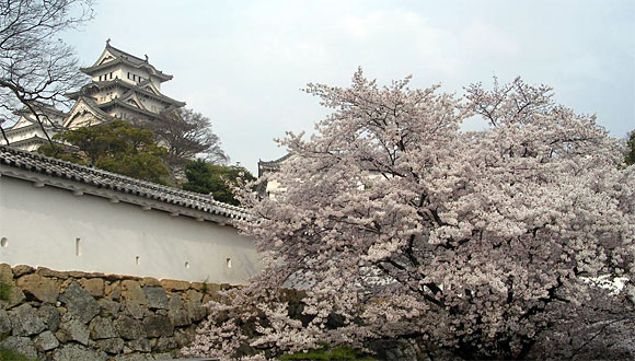 姫路城と桜