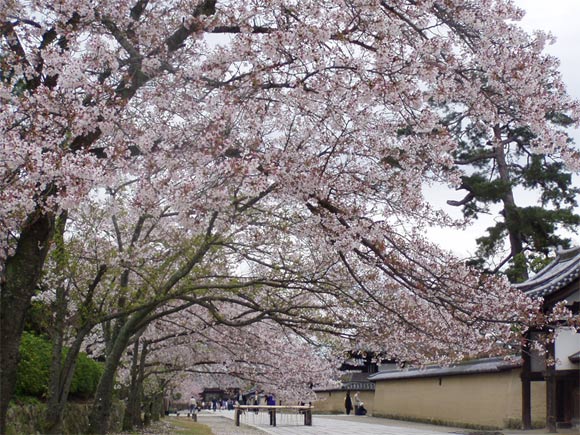法隆寺の桜