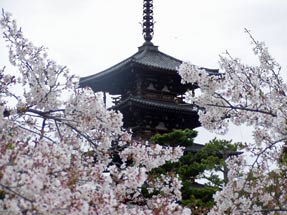 法隆寺の桜