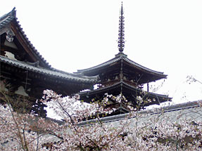 法隆寺の桜