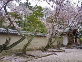 法隆寺の桜