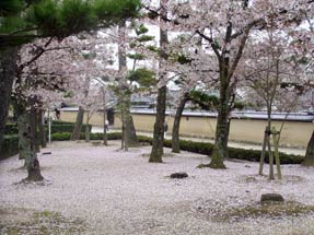 法隆寺の桜