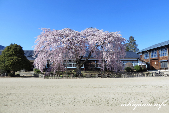 杵原学校の枝垂れ桜