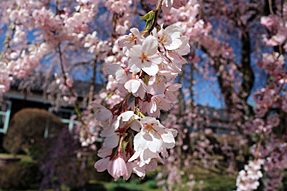 杵原学校の枝垂れ桜
