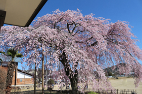 杵原学校の枝垂れ桜