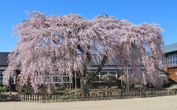 杵原学校の枝垂れ桜